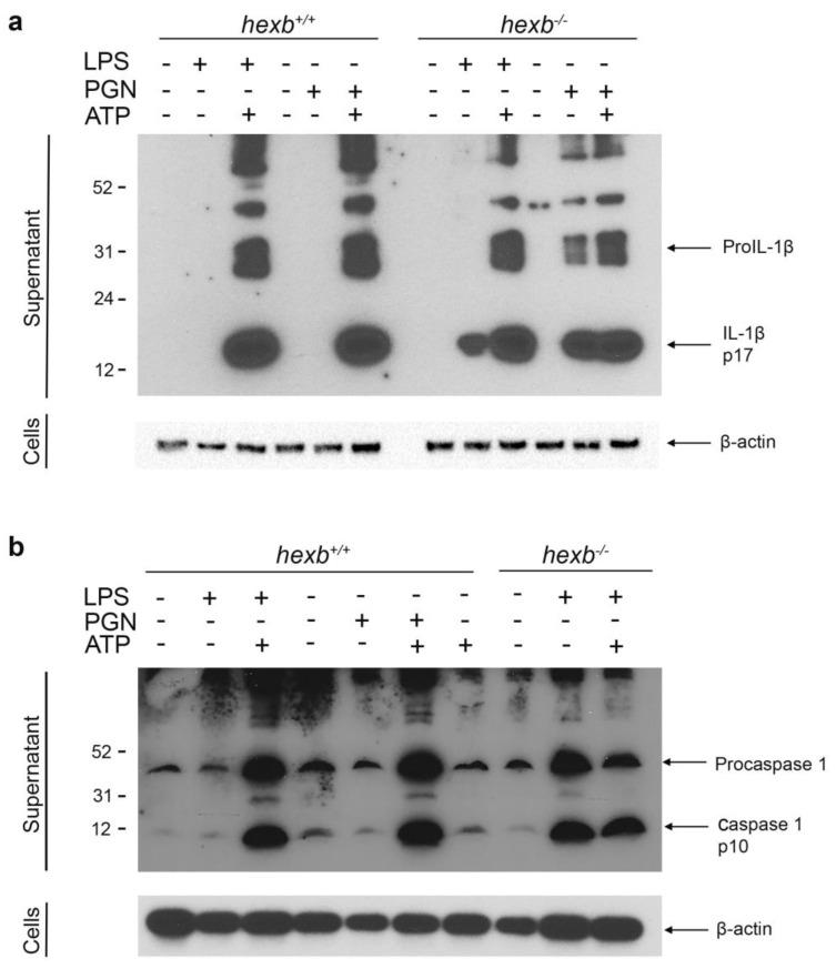 https://cdn.ncbi.nlm.nih.gov/pmc/blobs/9b2a/11720672/9bc80e63ac0e/cells-14-00035-g002.jpg