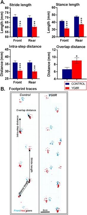 https://cdn.ncbi.nlm.nih.gov/pmc/blobs/9b2b/5324580/17ff060723b6/ANA-81-212-g002.jpg