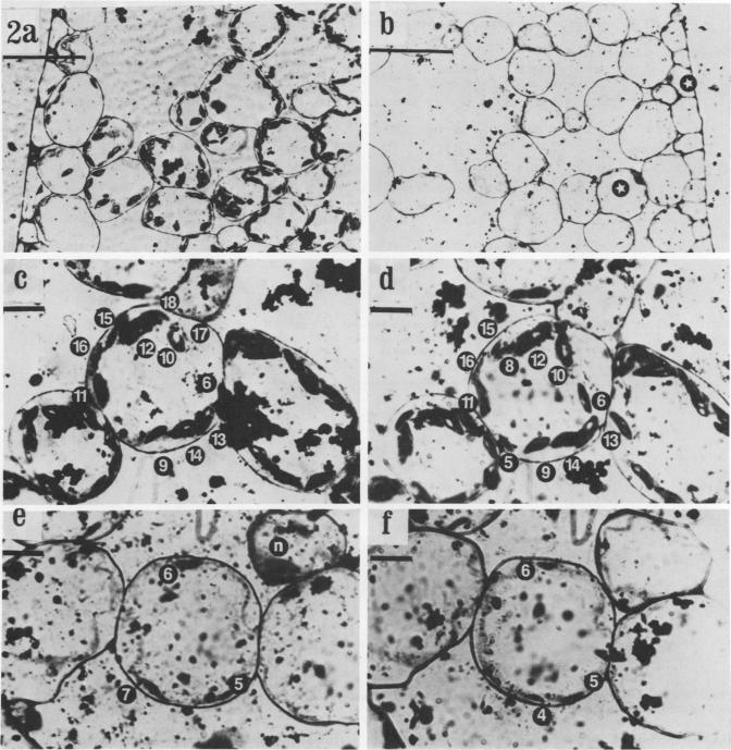 https://cdn.ncbi.nlm.nih.gov/pmc/blobs/9b2c/542956/20bf94655923/plntphys00127-0003-a.jpg