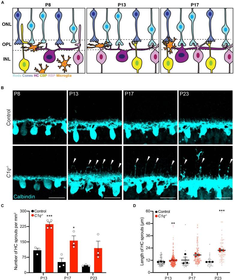 https://cdn.ncbi.nlm.nih.gov/pmc/blobs/9b2c/7596380/482a56a9f913/fncir-14-583391-g001.jpg