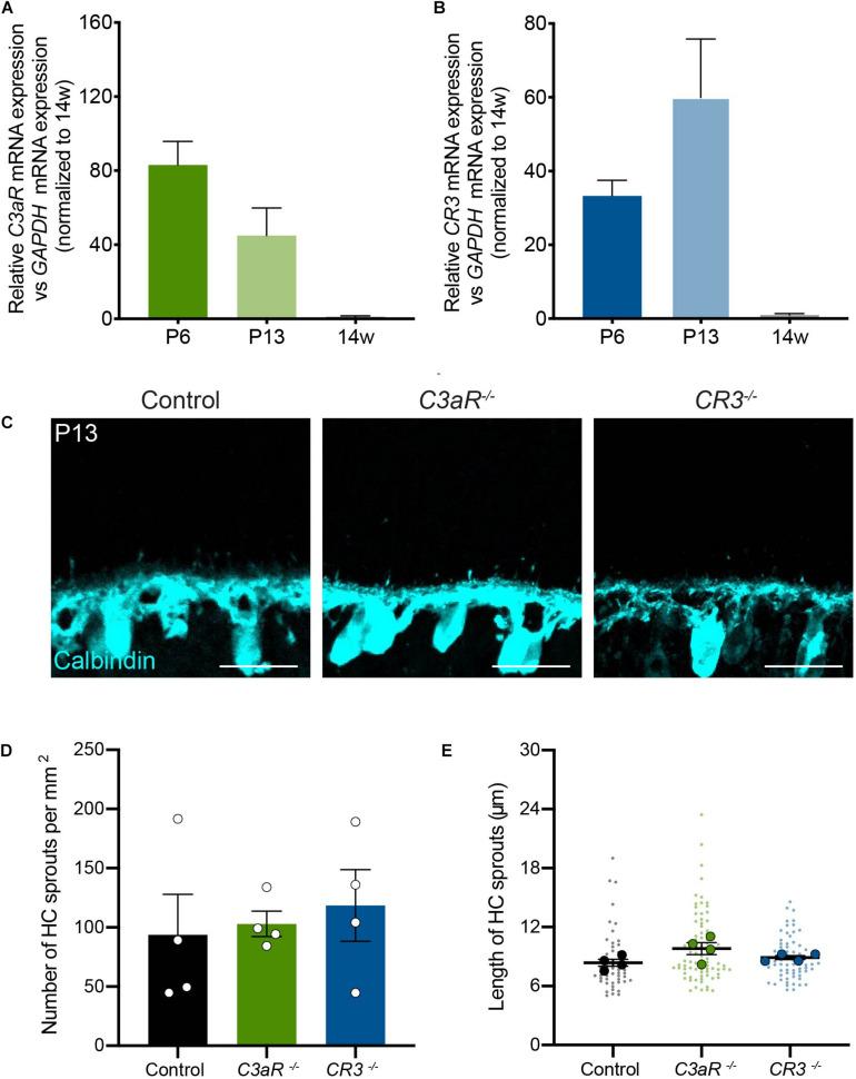 https://cdn.ncbi.nlm.nih.gov/pmc/blobs/9b2c/7596380/572d5b2a2bf1/fncir-14-583391-g005.jpg