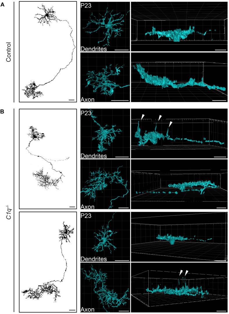 https://cdn.ncbi.nlm.nih.gov/pmc/blobs/9b2c/7596380/9443755e5715/fncir-14-583391-g002.jpg