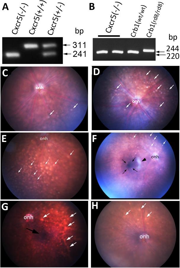 https://cdn.ncbi.nlm.nih.gov/pmc/blobs/9b2d/5345864/7bc6bc979136/pone.0173716.g002.jpg