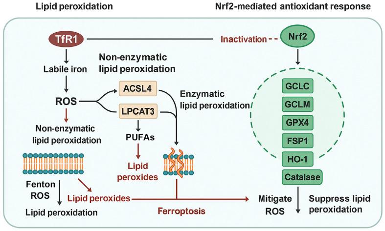 https://cdn.ncbi.nlm.nih.gov/pmc/blobs/9b2e/12383128/16bce812af68/antioxidants-14-00993-g001.jpg
