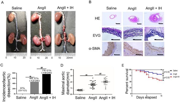 https://cdn.ncbi.nlm.nih.gov/pmc/blobs/9b2e/6909961/07580f599565/ijbsv15p2774g001.jpg