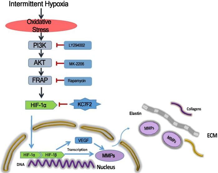 https://cdn.ncbi.nlm.nih.gov/pmc/blobs/9b2e/6909961/a489ed373a8b/ijbsv15p2774g006.jpg