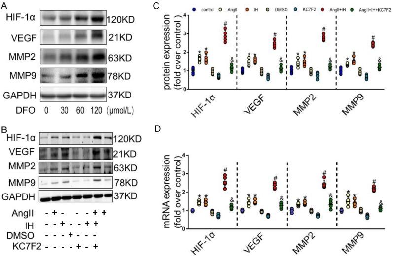 https://cdn.ncbi.nlm.nih.gov/pmc/blobs/9b2e/6909961/f654ae8a316e/ijbsv15p2774g003.jpg