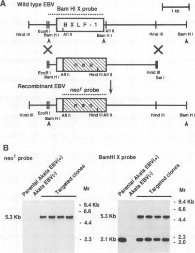 https://cdn.ncbi.nlm.nih.gov/pmc/blobs/9b30/394445/bc4793dd9ee6/emboj00039-0121-a.jpg