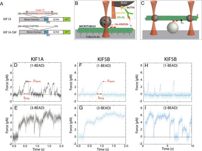 https://cdn.ncbi.nlm.nih.gov/pmc/blobs/9b30/9926277/411744c5d1b0/pnas.2216903120fig01.jpg