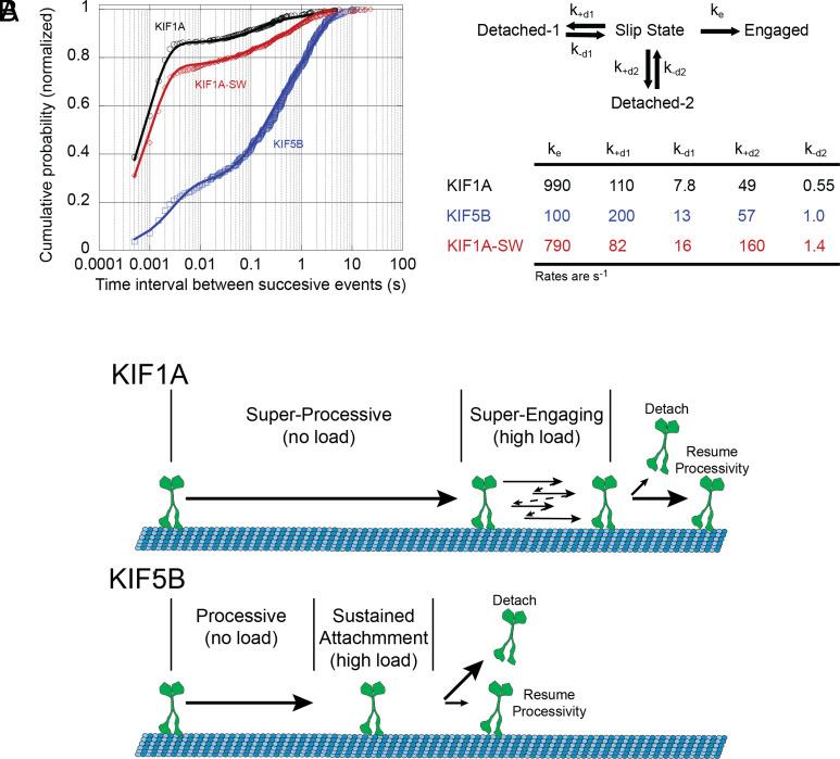 https://cdn.ncbi.nlm.nih.gov/pmc/blobs/9b30/9926277/57215058987f/pnas.2216903120fig06.jpg