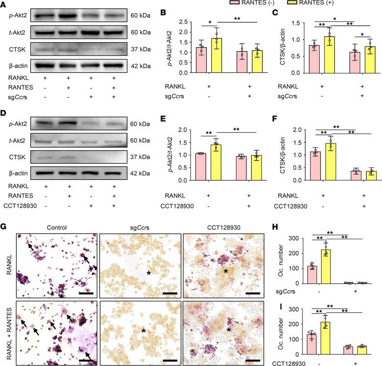 https://cdn.ncbi.nlm.nih.gov/pmc/blobs/9b31/9675482/171ee7f5f7db/jciinsight-7-158874-g254.jpg