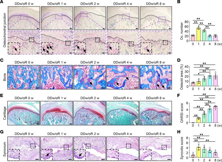 https://cdn.ncbi.nlm.nih.gov/pmc/blobs/9b31/9675482/2ae90078ec0b/jciinsight-7-158874-g256.jpg