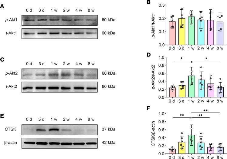 https://cdn.ncbi.nlm.nih.gov/pmc/blobs/9b31/9675482/3609e9f61dd9/jciinsight-7-158874-g259.jpg