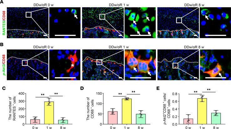 https://cdn.ncbi.nlm.nih.gov/pmc/blobs/9b31/9675482/c97ec3326818/jciinsight-7-158874-g258.jpg