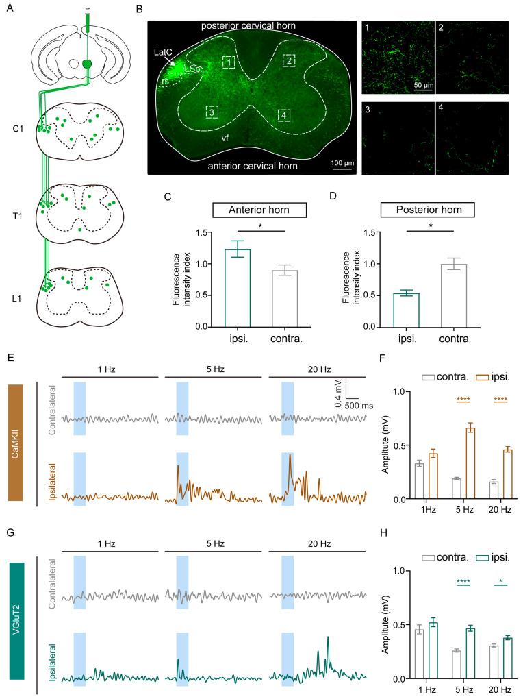 https://cdn.ncbi.nlm.nih.gov/pmc/blobs/9b32/12383615/6a41cc44a637/biomedicines-13-01943-g004.jpg