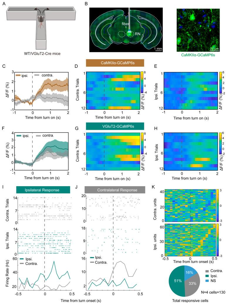 https://cdn.ncbi.nlm.nih.gov/pmc/blobs/9b32/12383615/803a676ef38a/biomedicines-13-01943-g001.jpg