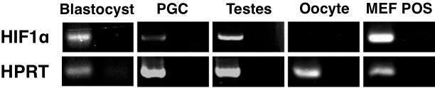 https://cdn.ncbi.nlm.nih.gov/pmc/blobs/9b32/4858237/c2544f6dcb31/pone.0154309.g006.jpg