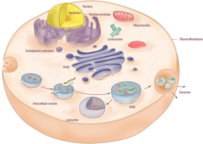 https://cdn.ncbi.nlm.nih.gov/pmc/blobs/9b33/8495158/1bd97102b4d6/fcell-09-741183-g001.jpg