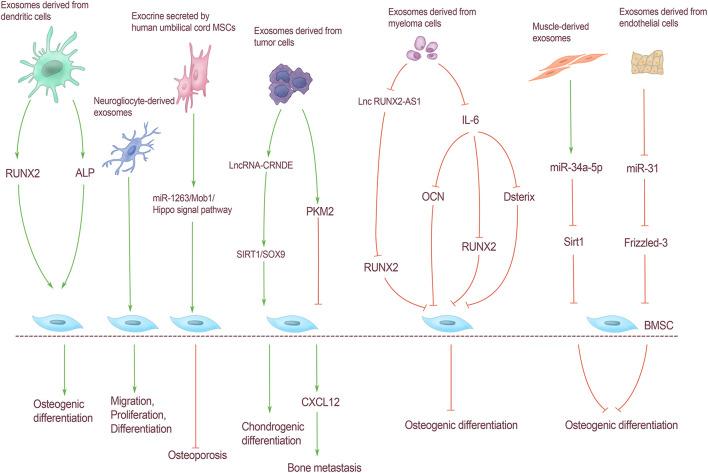 https://cdn.ncbi.nlm.nih.gov/pmc/blobs/9b33/8495158/5b386e4af273/fcell-09-741183-g003.jpg