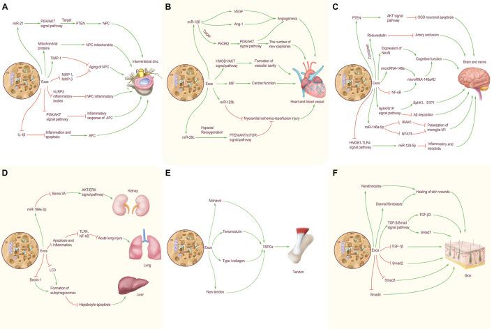 https://cdn.ncbi.nlm.nih.gov/pmc/blobs/9b33/8495158/b04ade87cca3/fcell-09-741183-g002.jpg
