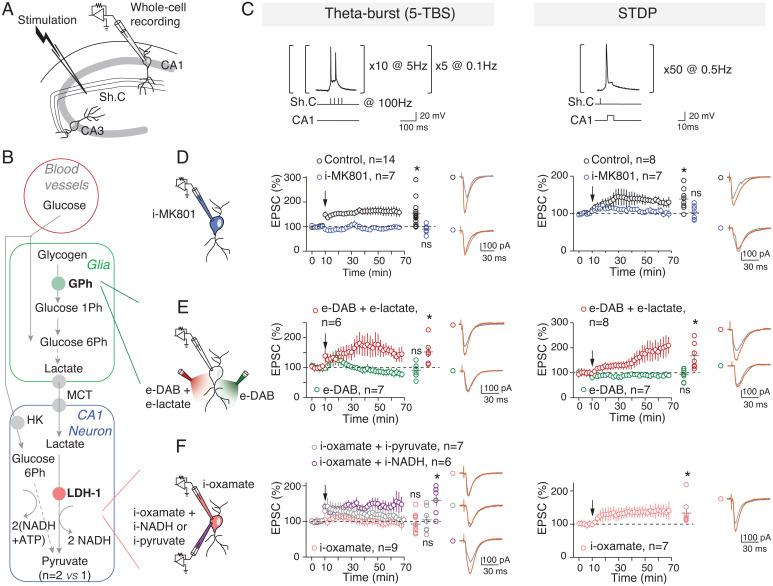 https://cdn.ncbi.nlm.nih.gov/pmc/blobs/9b35/9704697/9a47307b638d/pnas.2212004119fig01.jpg