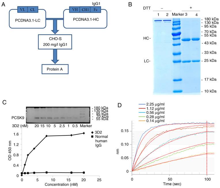 https://cdn.ncbi.nlm.nih.gov/pmc/blobs/9b38/7797424/8bf3dcab3609/IJMM-47-02-0708-g04.jpg