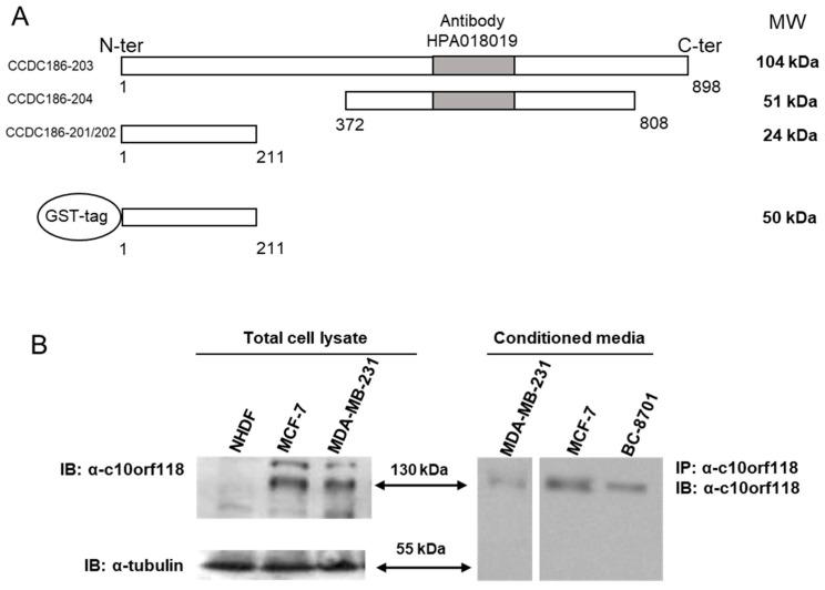 https://cdn.ncbi.nlm.nih.gov/pmc/blobs/9b3a/7961460/6dd5b8ecce28/cancers-13-01105-g002.jpg
