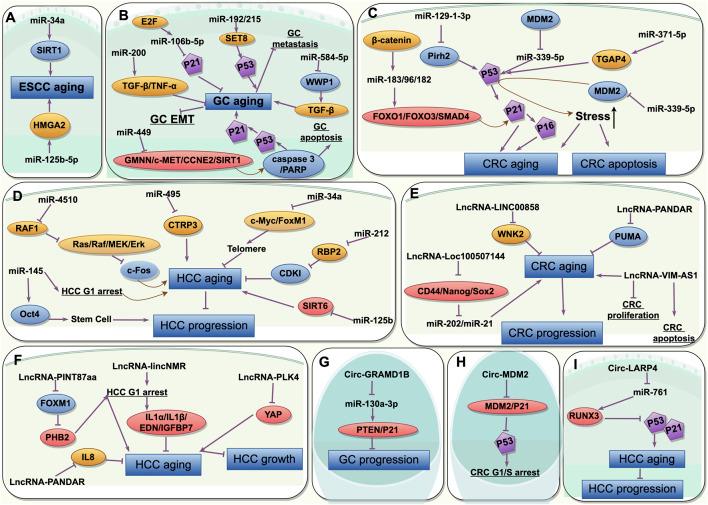 https://cdn.ncbi.nlm.nih.gov/pmc/blobs/9b3d/11739115/2d1881f382ff/fgene-15-1461404-g003.jpg