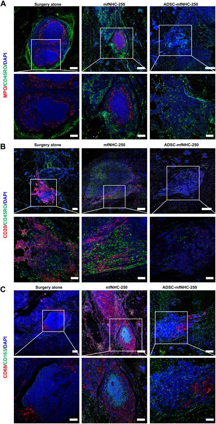 https://cdn.ncbi.nlm.nih.gov/pmc/blobs/9b42/9812382/44bd41470472/sciadv.ade1067-f6.jpg