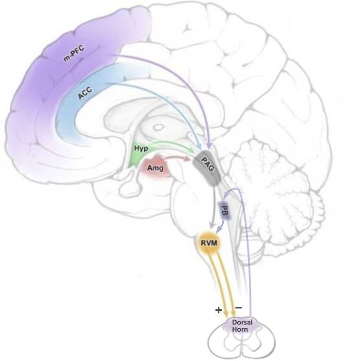 https://cdn.ncbi.nlm.nih.gov/pmc/blobs/9b43/9274196/df41efc2ede4/fpain-03-932476-g0001.jpg