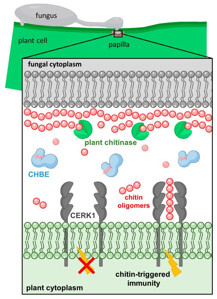 https://cdn.ncbi.nlm.nih.gov/pmc/blobs/9b43/9605236/d0510a3b0ac0/jof-08-01022-g008.jpg