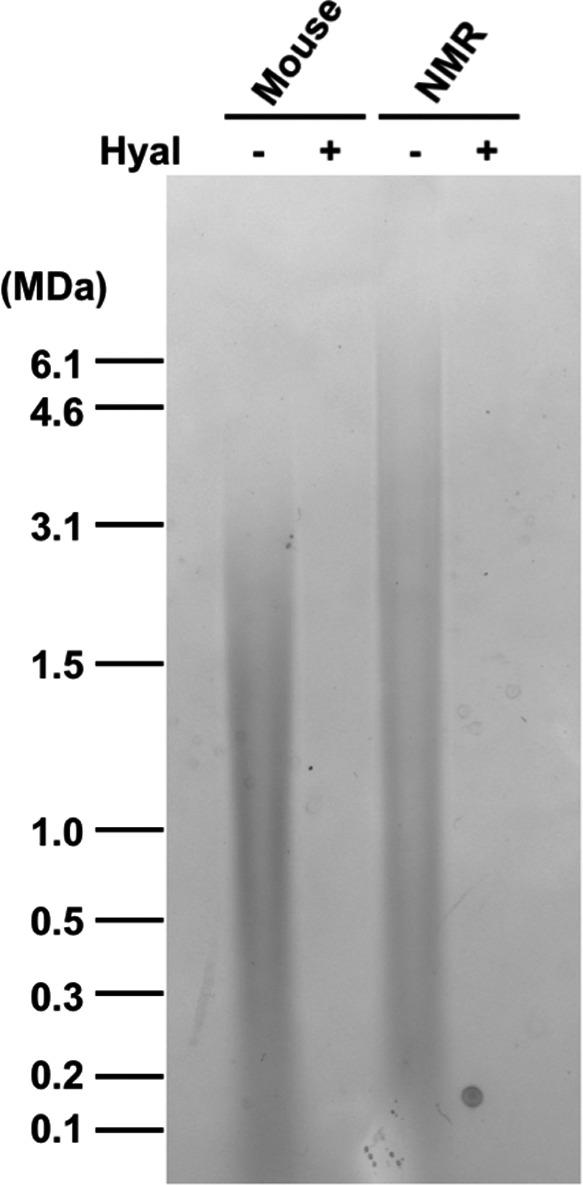 https://cdn.ncbi.nlm.nih.gov/pmc/blobs/9b47/7681040/2a206f52aae6/ACEL-19-e13255-g001.jpg
