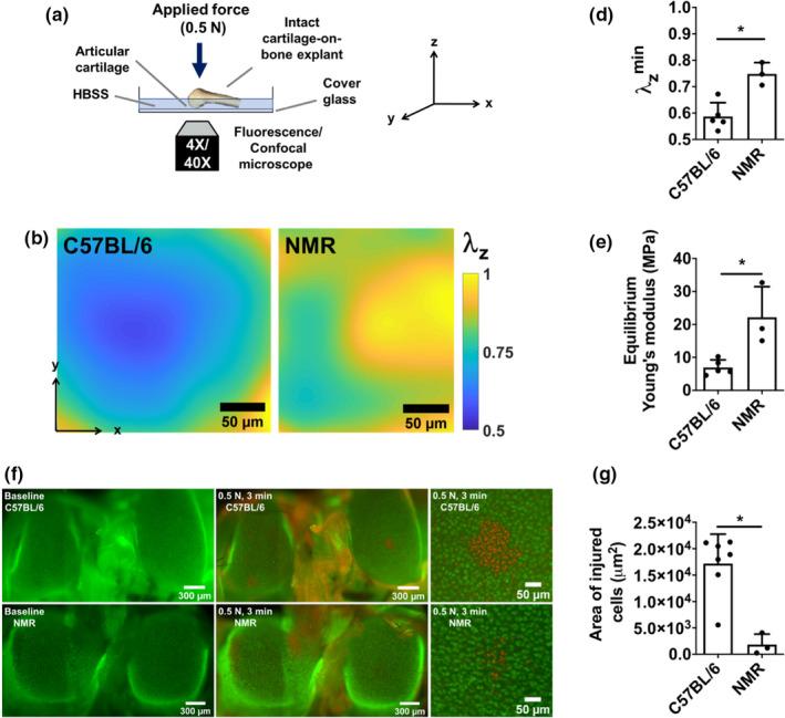 https://cdn.ncbi.nlm.nih.gov/pmc/blobs/9b47/7681040/3fab0e602b67/ACEL-19-e13255-g002.jpg