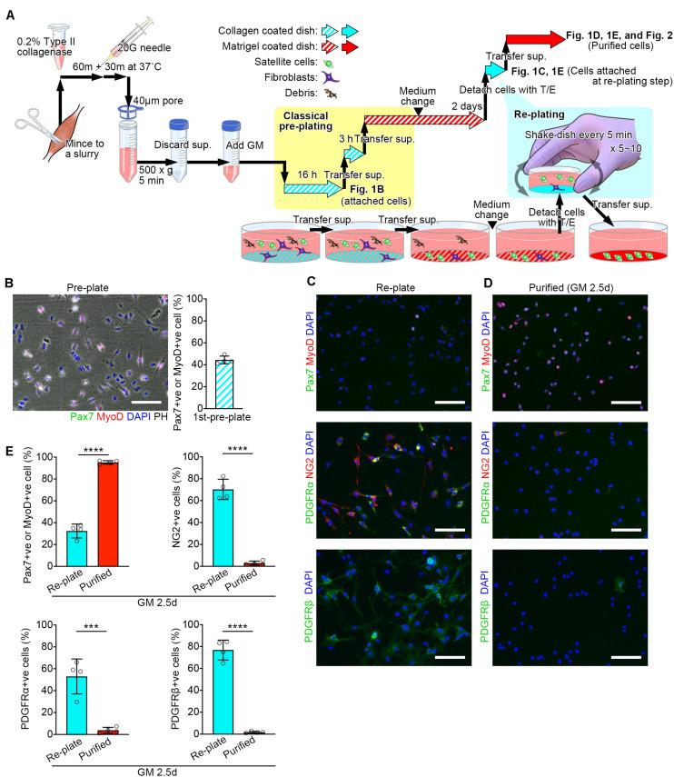 https://cdn.ncbi.nlm.nih.gov/pmc/blobs/9b49/7438441/a64605d3f853/fcell-08-00793-g001.jpg