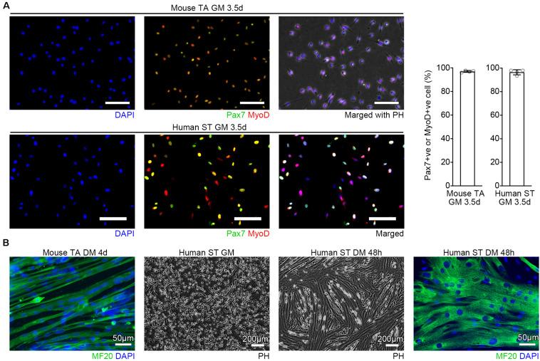 https://cdn.ncbi.nlm.nih.gov/pmc/blobs/9b49/7438441/d86d3e8ea874/fcell-08-00793-g002.jpg