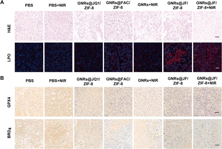 https://cdn.ncbi.nlm.nih.gov/pmc/blobs/9b49/9979193/3c385fc58ba3/gr8.jpg