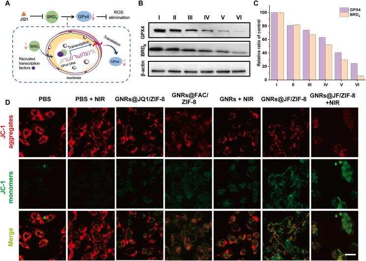 https://cdn.ncbi.nlm.nih.gov/pmc/blobs/9b49/9979193/da2420c09abe/gr4.jpg