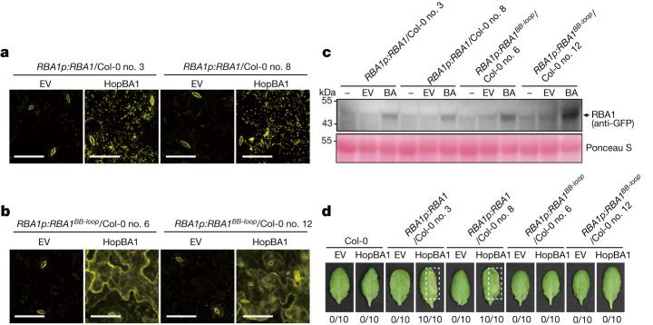 https://cdn.ncbi.nlm.nih.gov/pmc/blobs/9b4b/10972746/92e37a7eb89a/41586_2024_7183_Fig4_HTML.jpg
