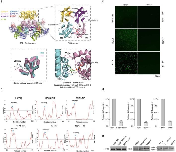 https://cdn.ncbi.nlm.nih.gov/pmc/blobs/9b4b/10972746/c4014c68d591/41586_2024_7183_Fig6_ESM.jpg