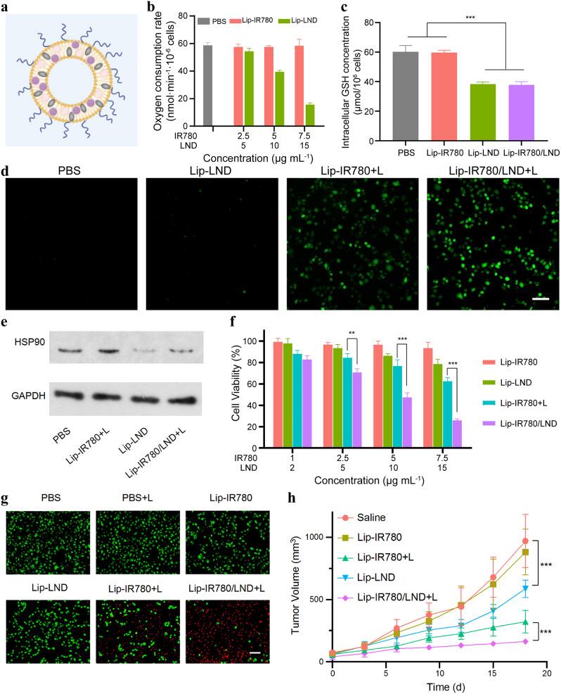 https://cdn.ncbi.nlm.nih.gov/pmc/blobs/9b4b/11783920/2d876db591e0/12944_2024_2429_Fig3_HTML.jpg
