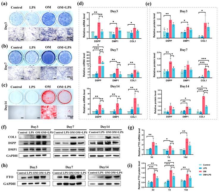 https://cdn.ncbi.nlm.nih.gov/pmc/blobs/9b4d/11012055/030d089023e6/ijms-25-04045-g003.jpg