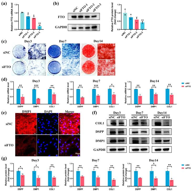 https://cdn.ncbi.nlm.nih.gov/pmc/blobs/9b4d/11012055/0888b16bd5ae/ijms-25-04045-g004.jpg
