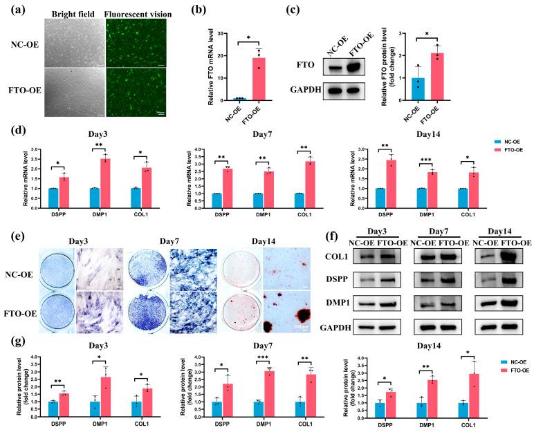 https://cdn.ncbi.nlm.nih.gov/pmc/blobs/9b4d/11012055/224374854a4b/ijms-25-04045-g005.jpg