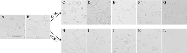 https://cdn.ncbi.nlm.nih.gov/pmc/blobs/9b52/11825307/8205c0fd5a3c/BioProtoc-15-3-5209-g009.jpg