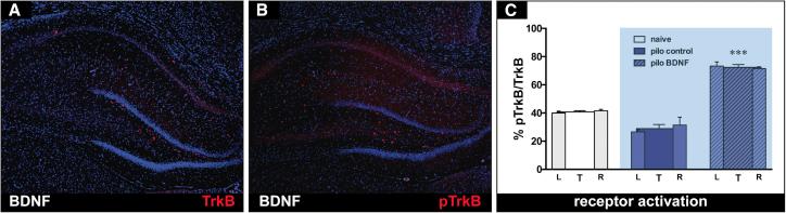 https://cdn.ncbi.nlm.nih.gov/pmc/blobs/9b57/5948312/f3c35e972dc1/gr12.jpg