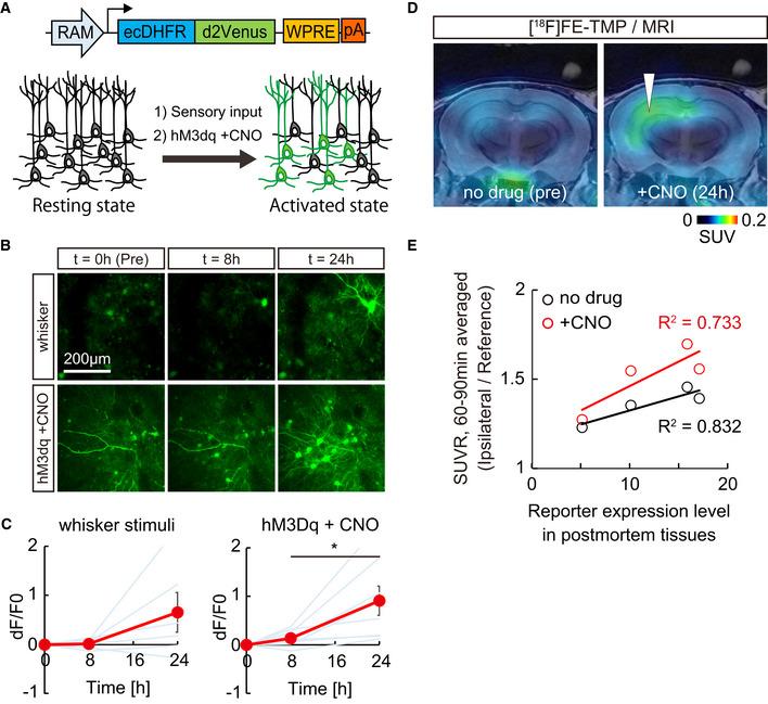 https://cdn.ncbi.nlm.nih.gov/pmc/blobs/9b57/8591537/2a0621e210d6/EMBJ-40-e107757-g004.jpg