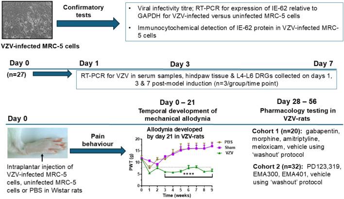 https://cdn.ncbi.nlm.nih.gov/pmc/blobs/9b60/11913958/3058a0fa7d7e/10787_2025_1650_Fig1_HTML.jpg