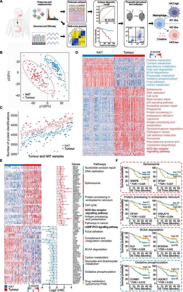 https://cdn.ncbi.nlm.nih.gov/pmc/blobs/9b60/12057037/605f58a53847/13073_2025_1465_Fig1_HTML.jpg