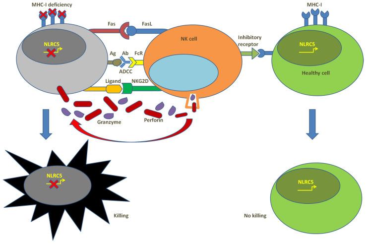 https://cdn.ncbi.nlm.nih.gov/pmc/blobs/9b62/10378520/21f9f704e783/cells-12-01882-g003.jpg