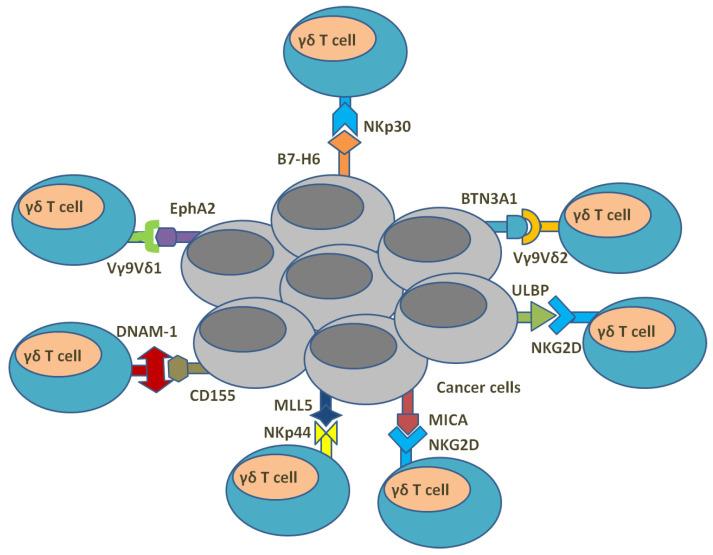 https://cdn.ncbi.nlm.nih.gov/pmc/blobs/9b62/10378520/34a57b0d46e9/cells-12-01882-g004.jpg